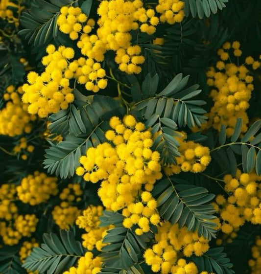 Qu'est-ce que le Mimosa ? Le Rôle du Mimosa en Parfumerie