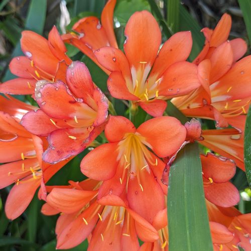 Comment le parfum est-il extrait des fleurs